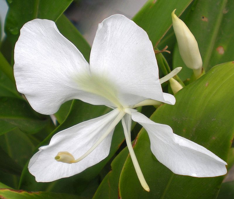 Hablando de la mariposa blanca, la flor nacional - Revista Más Cuba